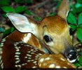 Bambi, l'amie des animaux, et la notre galement !