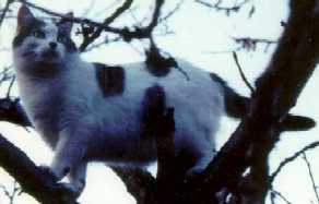 B�b�chat, la fille, ma main en souffre encore ...