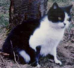 Wiskette, ou la vieille comme dit mon p�re ...